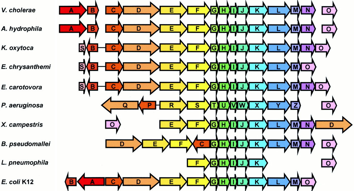 Secretion systems