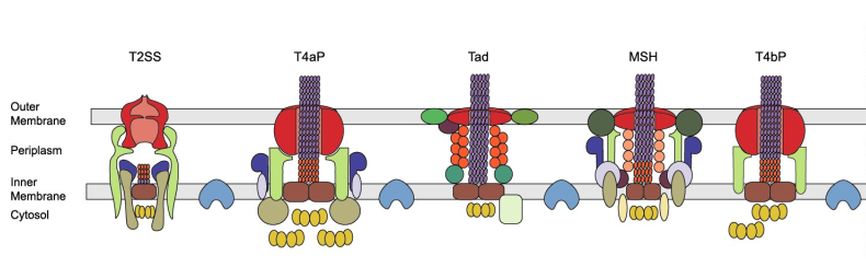 Secretion systems